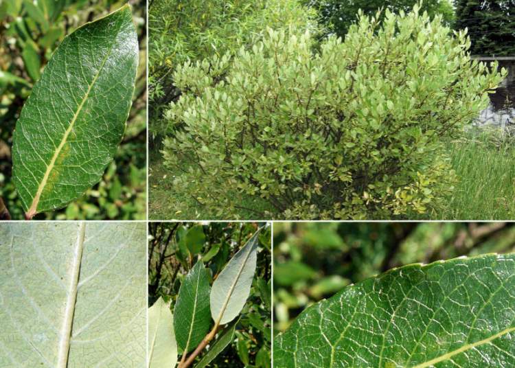 Ива двуцветная (Salix bicolor)